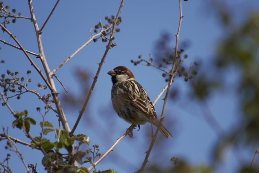 Spanish Sparrow