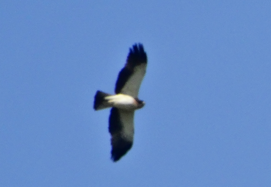Küçük kartal
