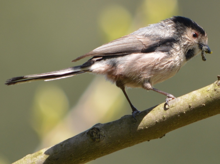 Long-tailed Tit