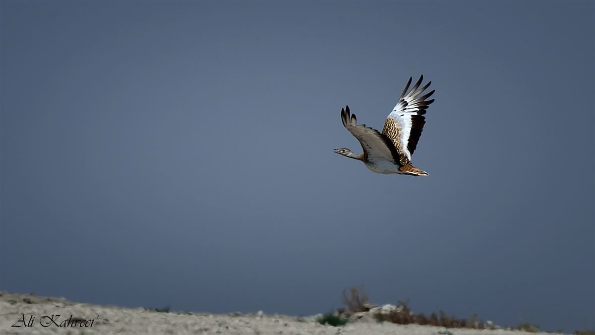Great Bustard