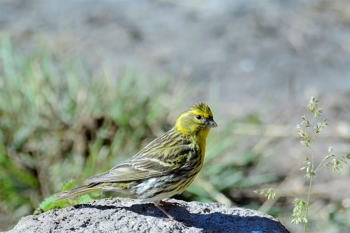 European Serin
