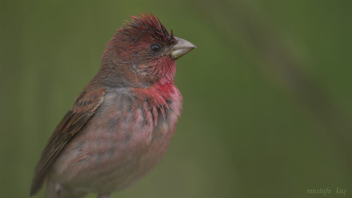 Common Rosefinch
