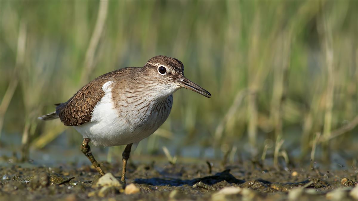 Common Sandpiper