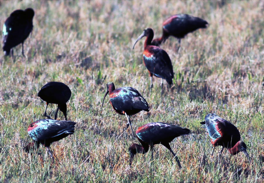 Glossy Ibis