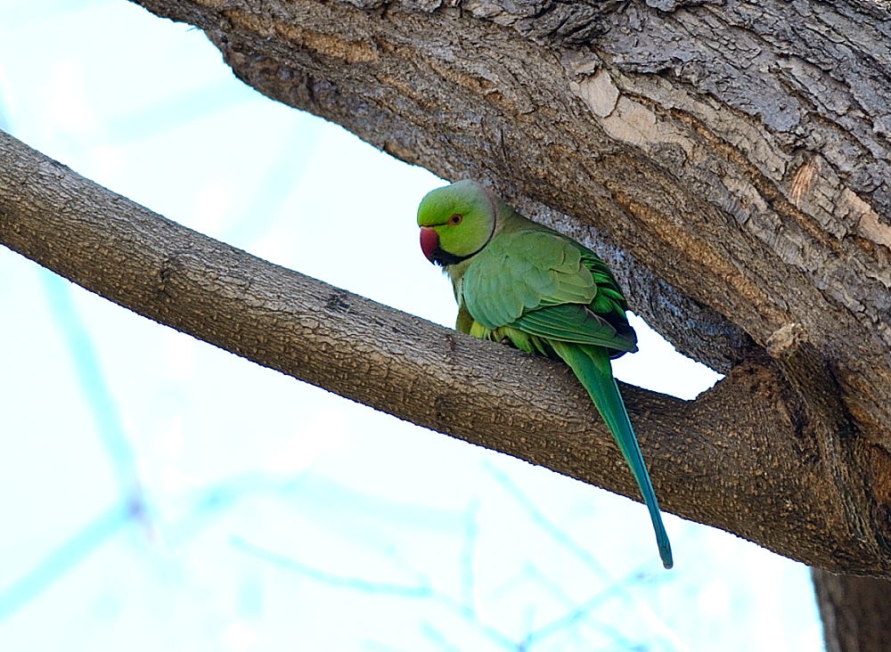 Rose-ringed Parakeet