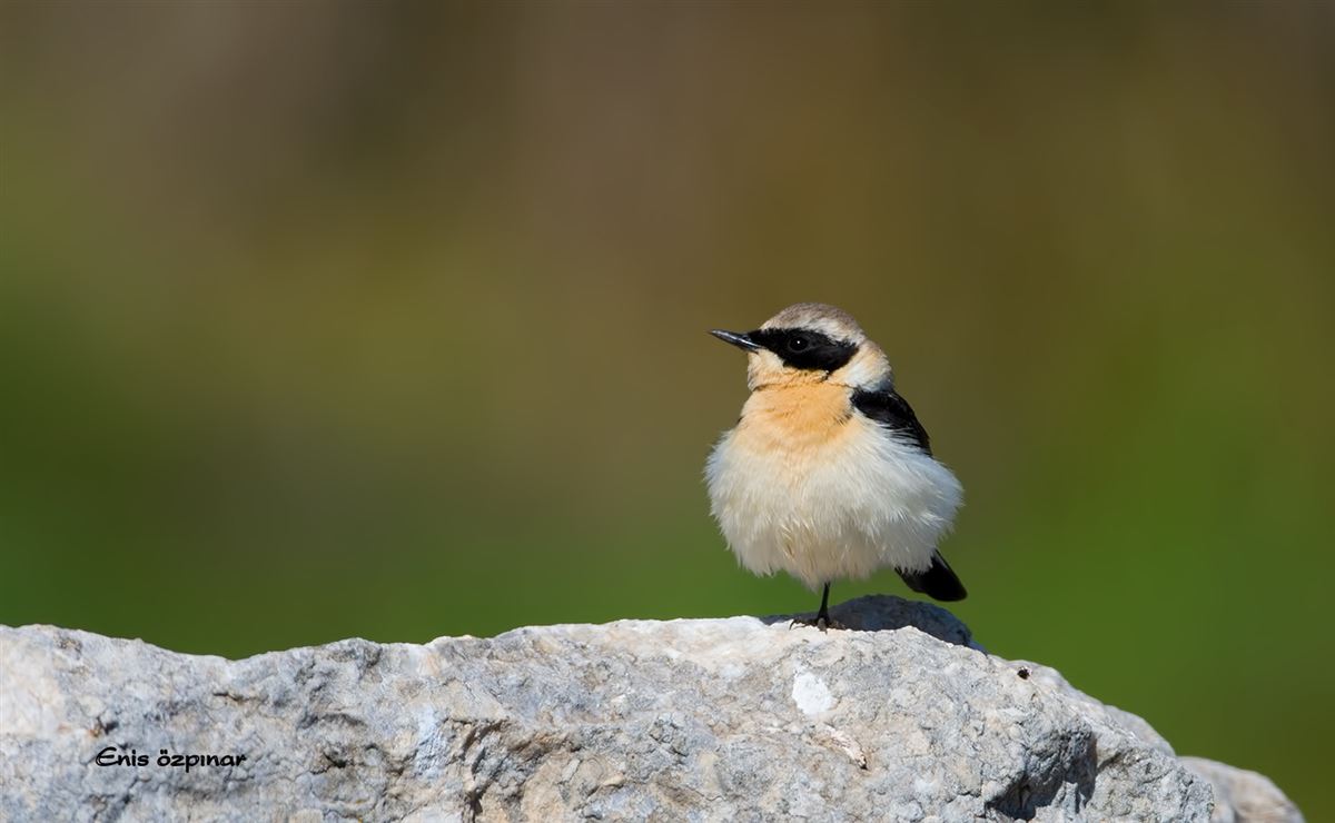 Black-eared Wheatear
