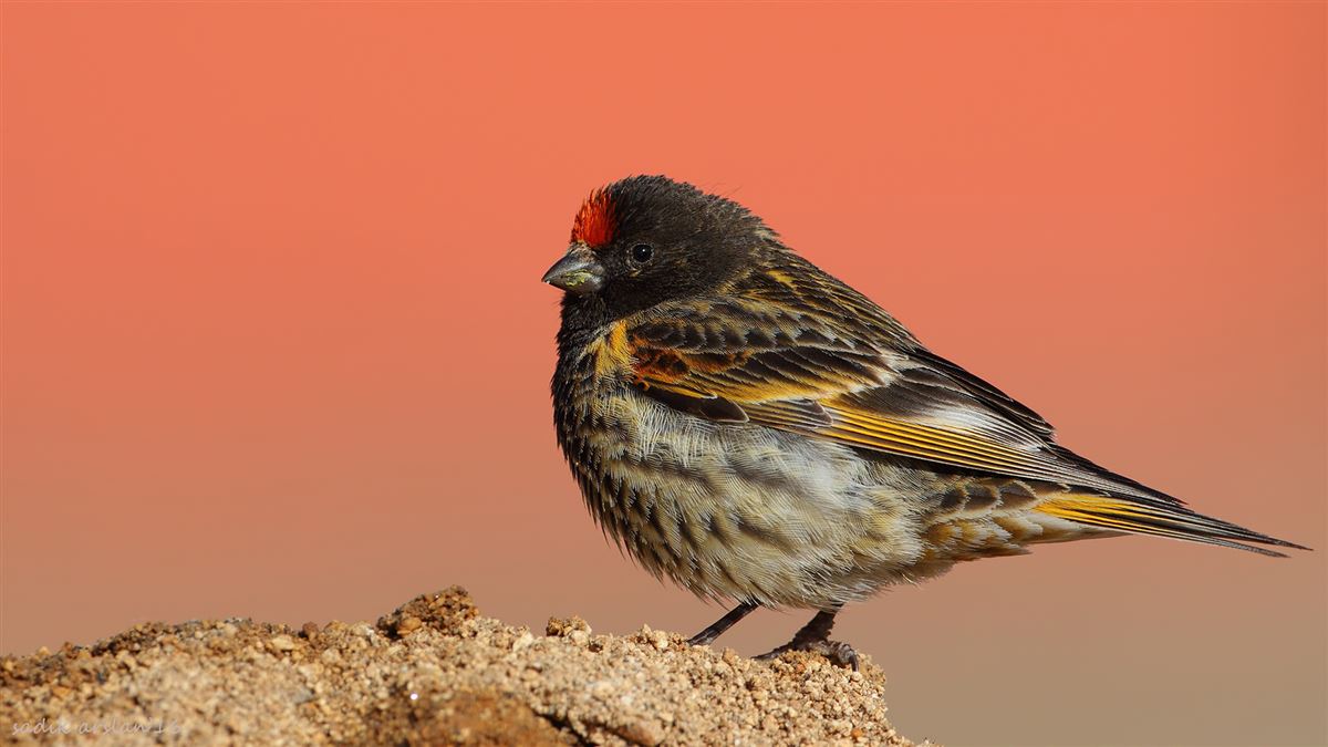 Red-fronted Serin