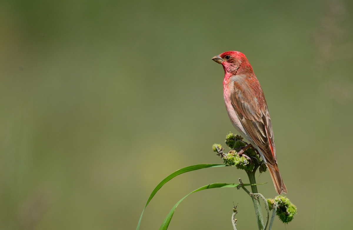 Common Rosefinch
