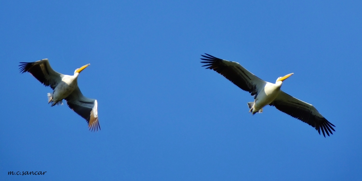 Great White Pelican