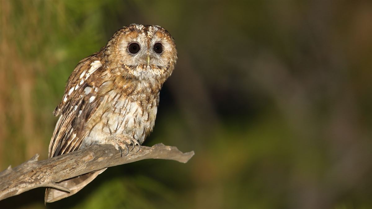 Tawny Owl