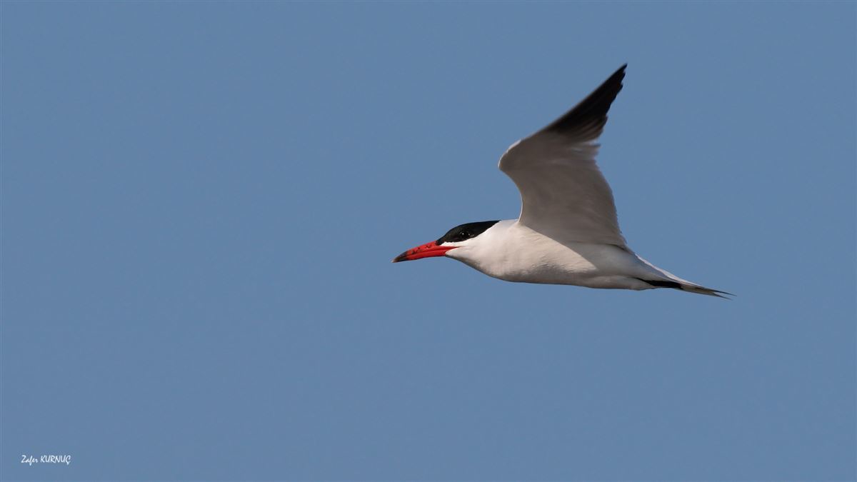 Caspian Tern
