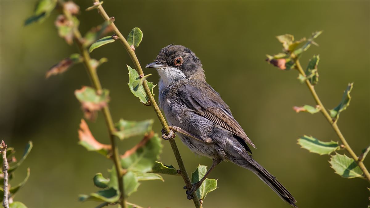 Sardinian Warbler