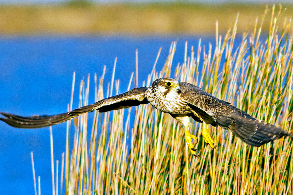 Peregrine Falcon