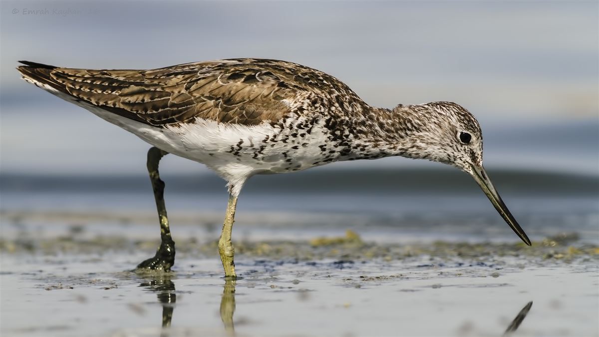 Common Greenshank