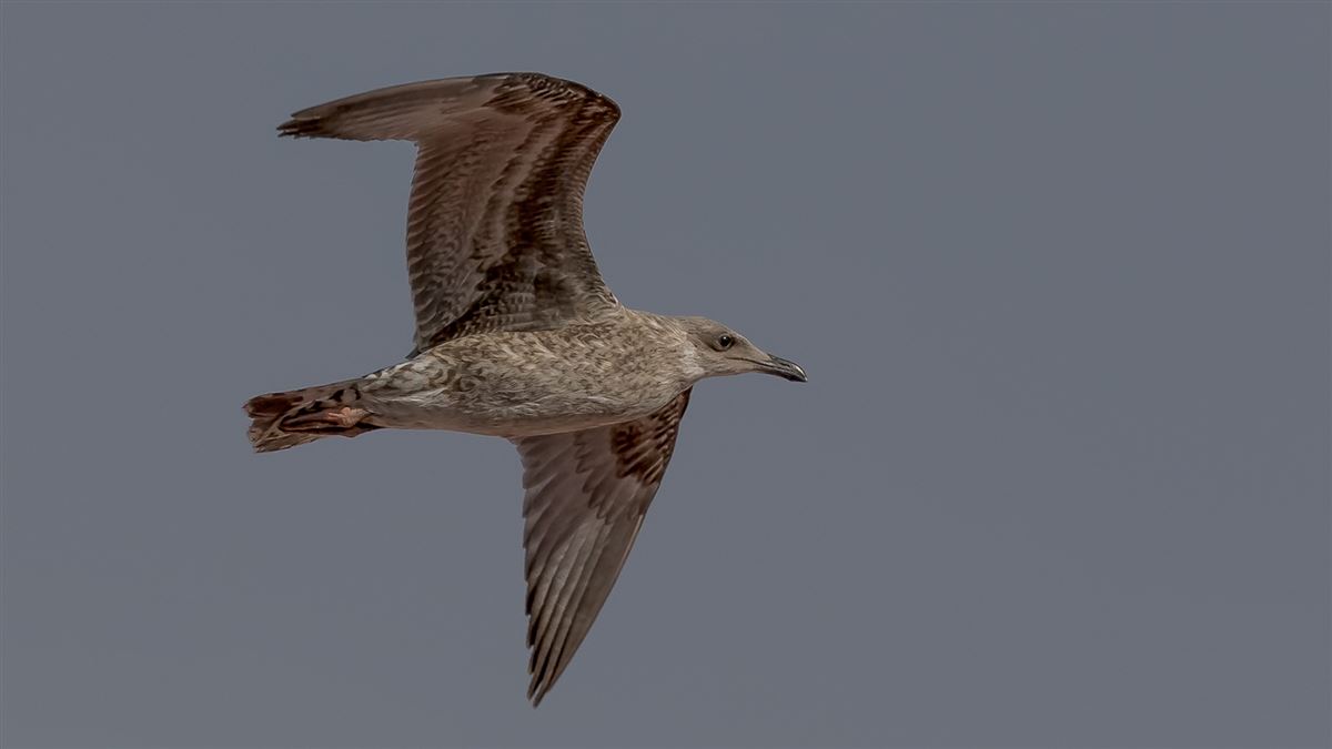 Yellow-legged Gull
