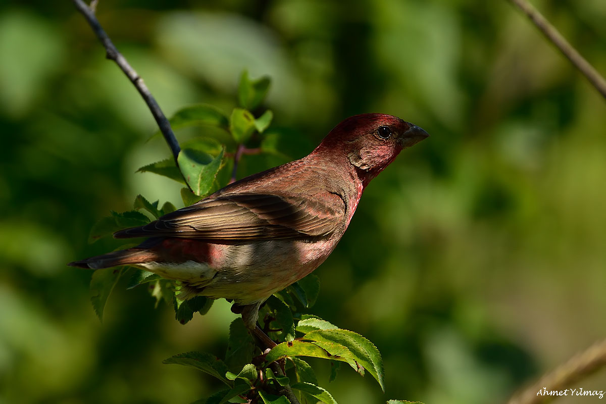 Common Rosefinch
