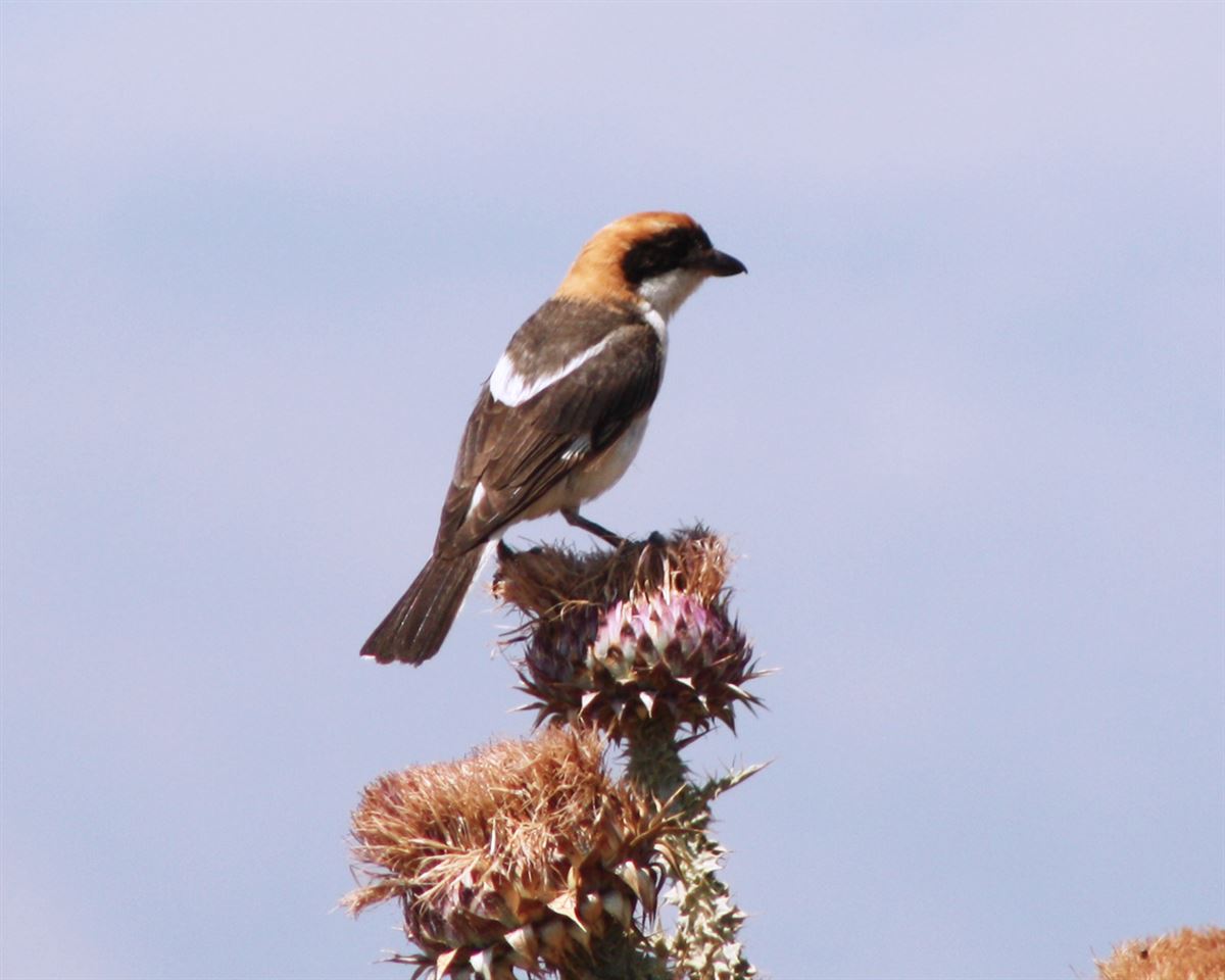 Woodchat Shrike
