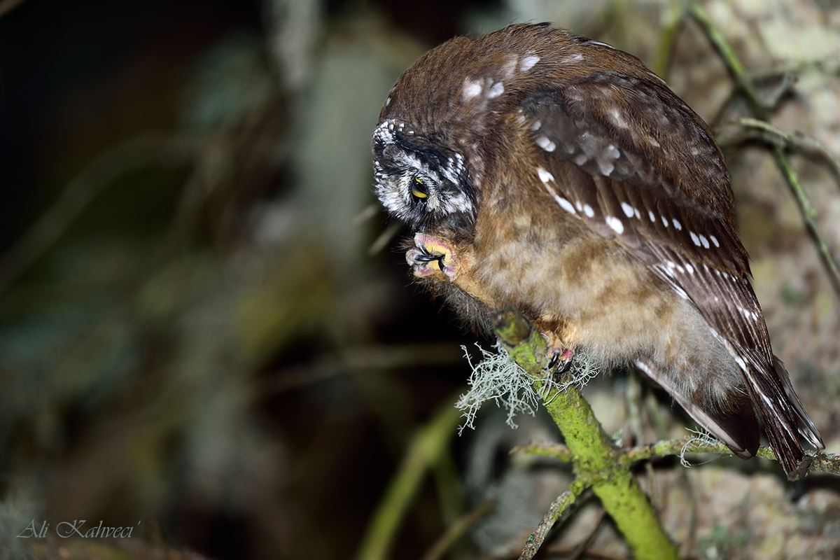 Boreal Owl