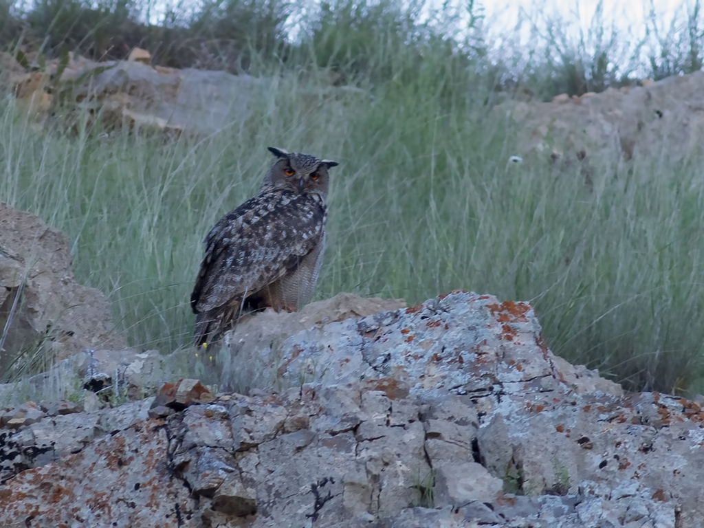 Eurasian Eagle-Owl
