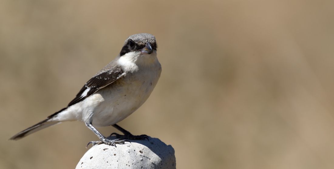 Lesser Grey Shrike
