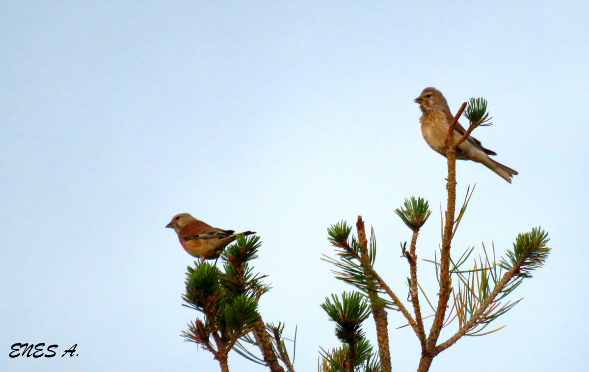 Common Linnet