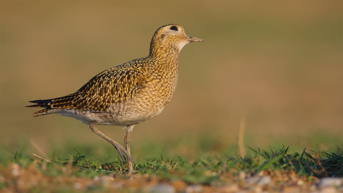 European Golden Plover