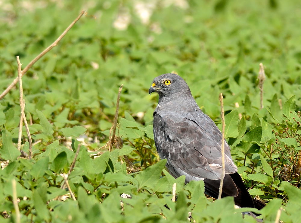 Montagu`s Harrier