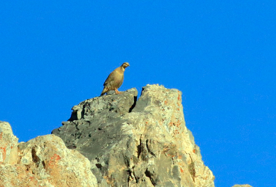 Caspian Snowcock