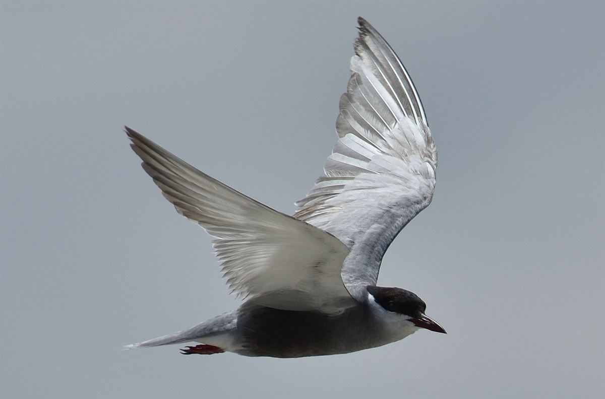 Whiskered Tern