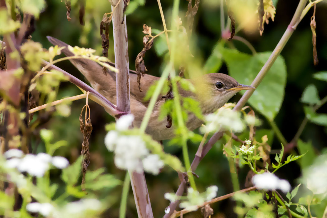 River Warbler