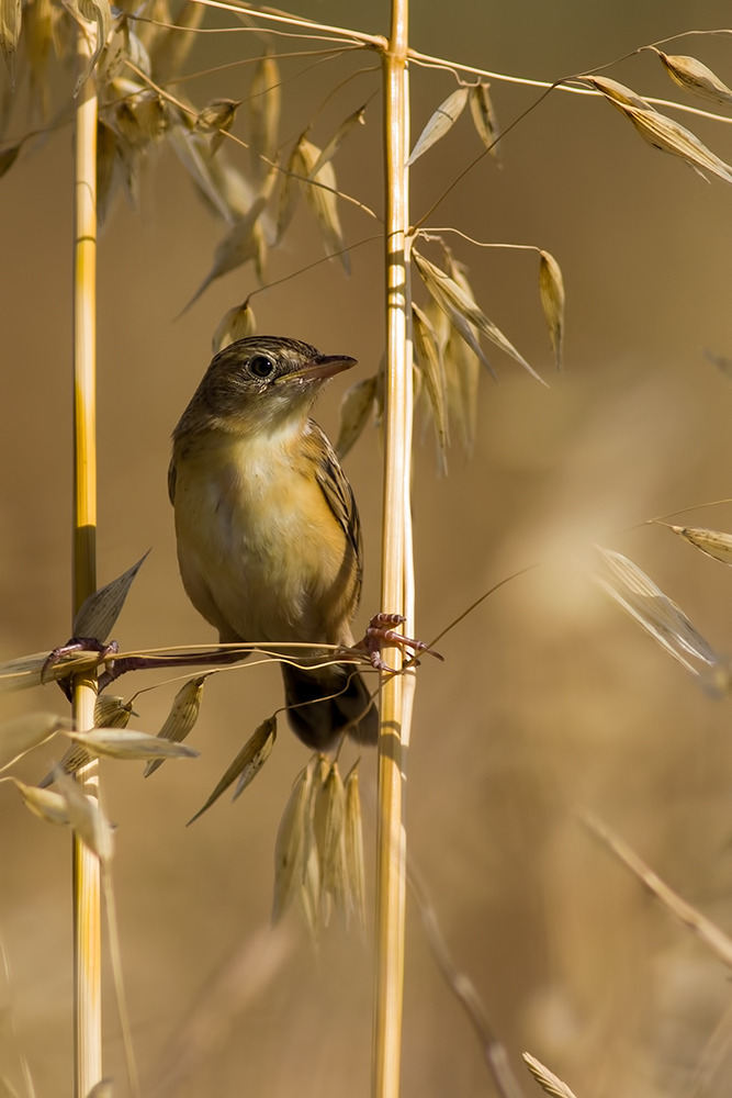 Zitting Cisticola