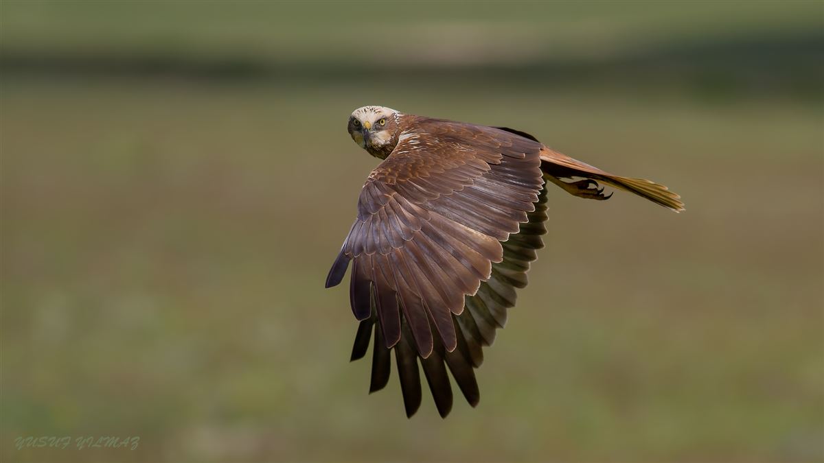 Western Marsh Harrier