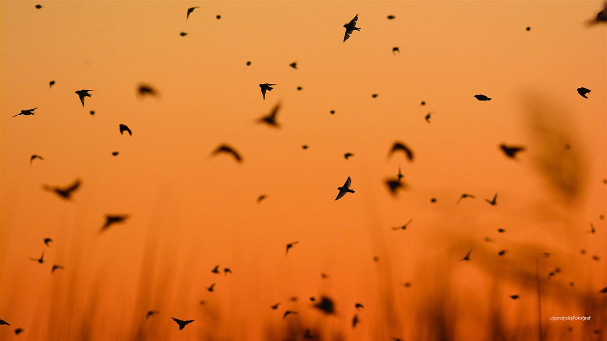Spanish Sparrow