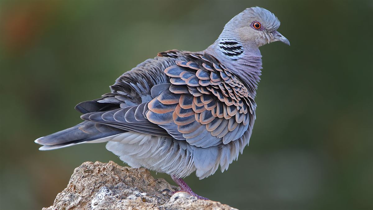 European Turtle Dove