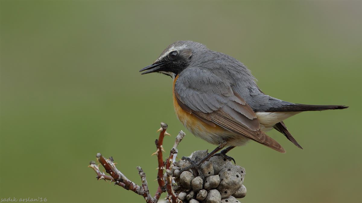 White-throated Robin