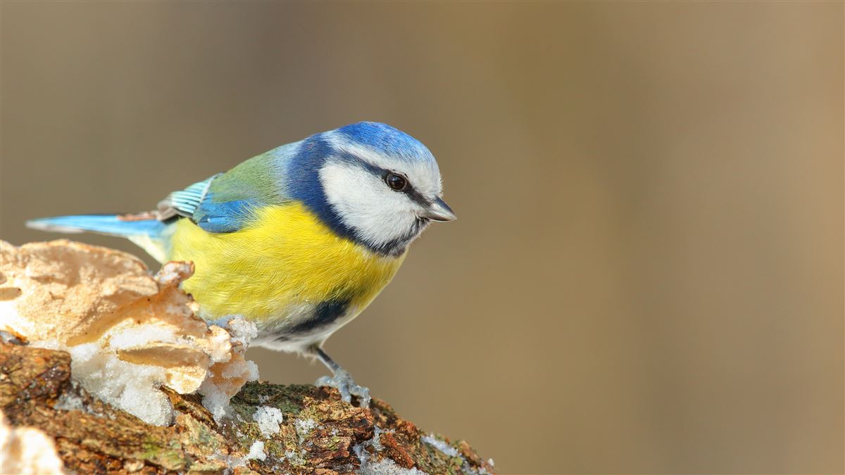 Eurasian Blue Tit