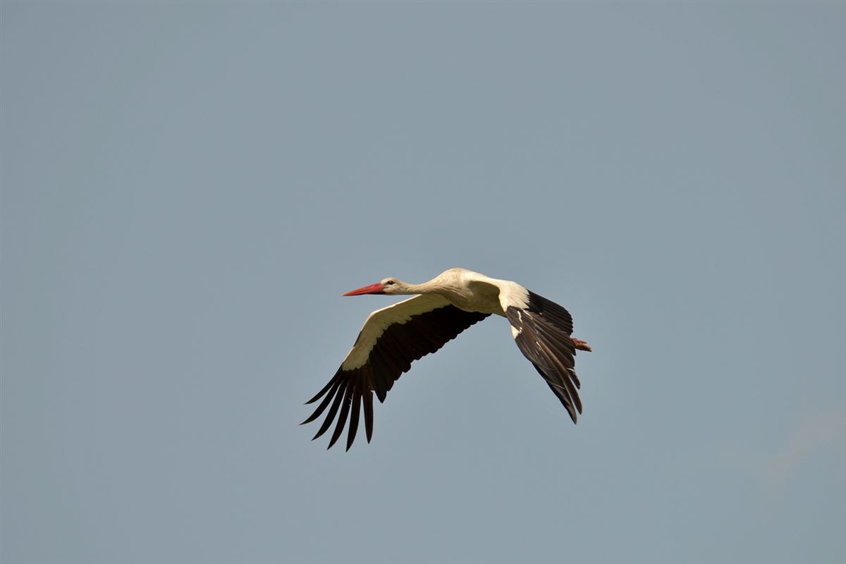 White Stork