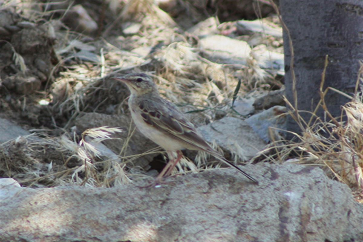 Tawny Pipit