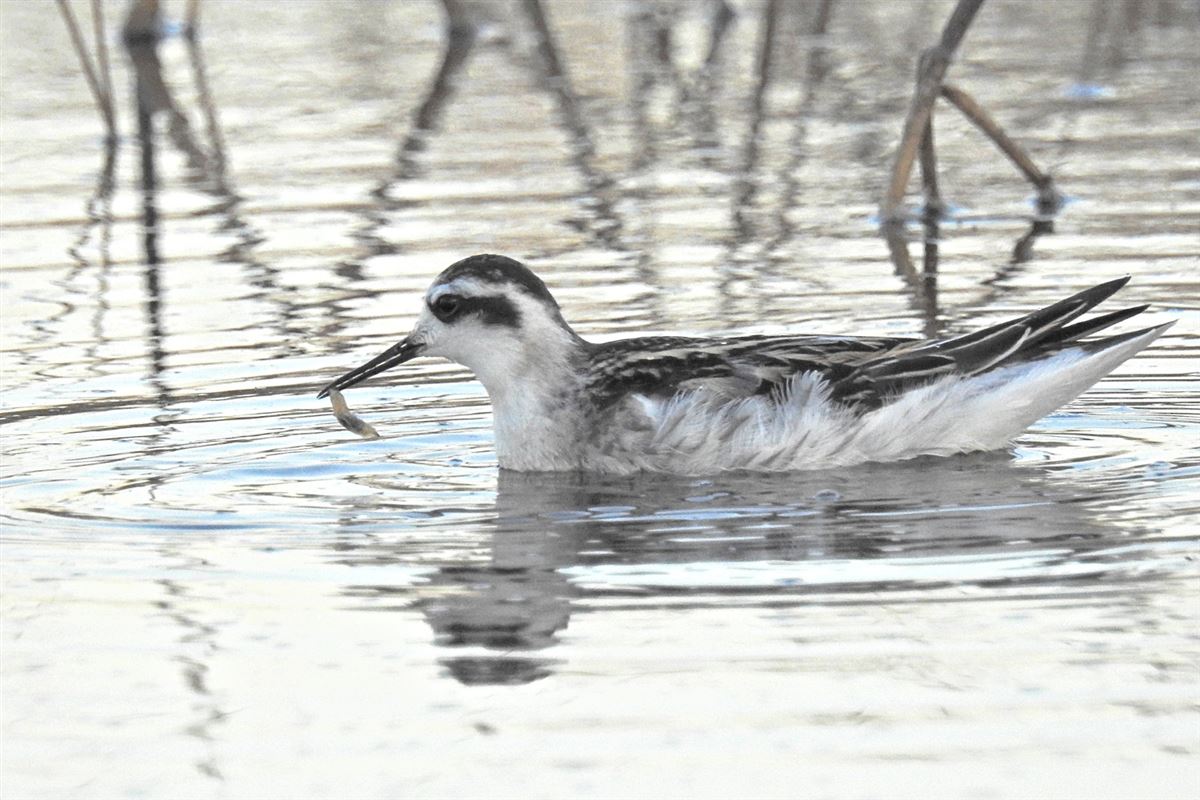 Red-necked Phalarope