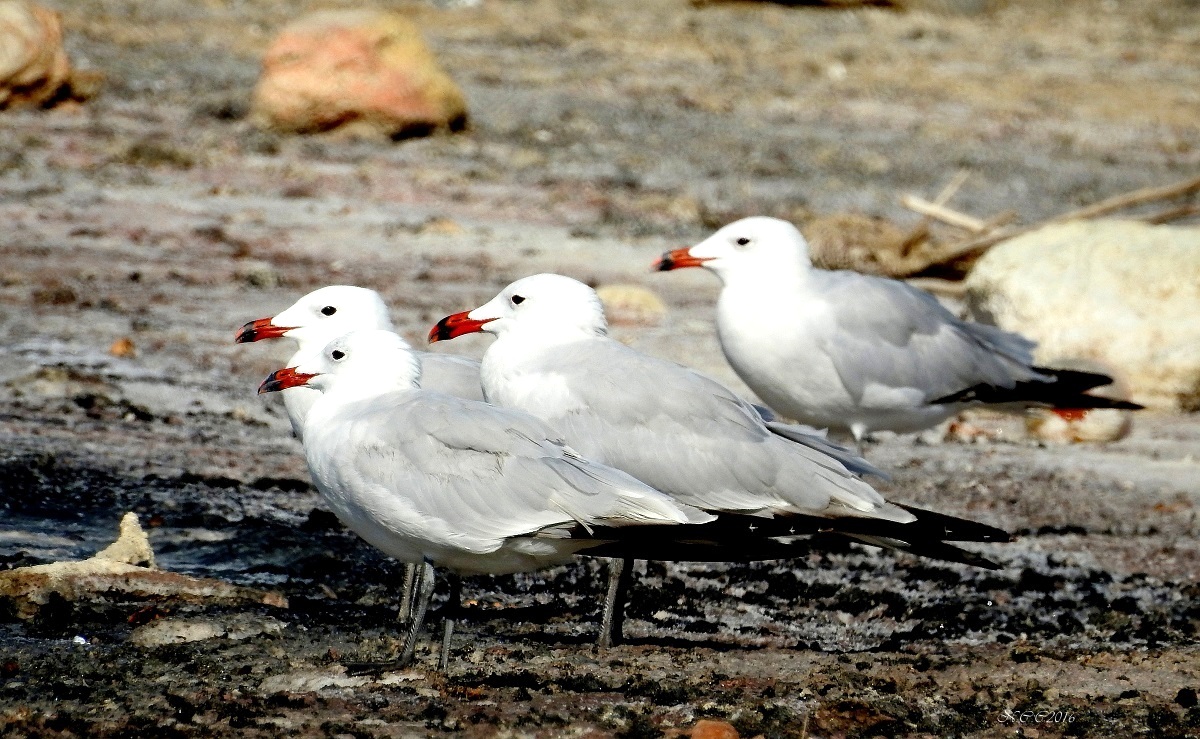 Audouin`s Gull