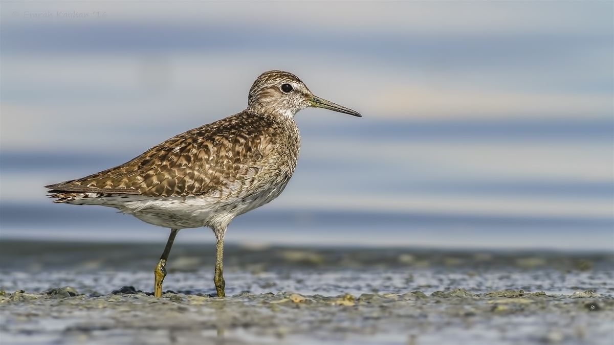 Wood Sandpiper