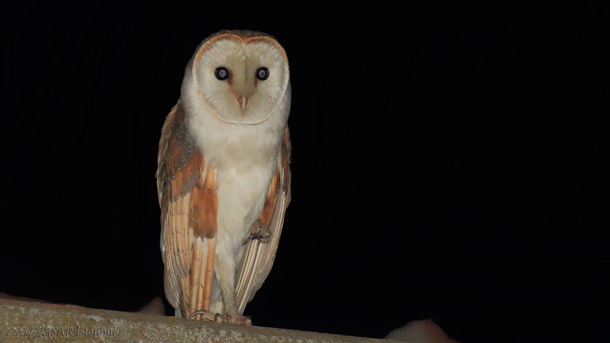 Western Barn Owl