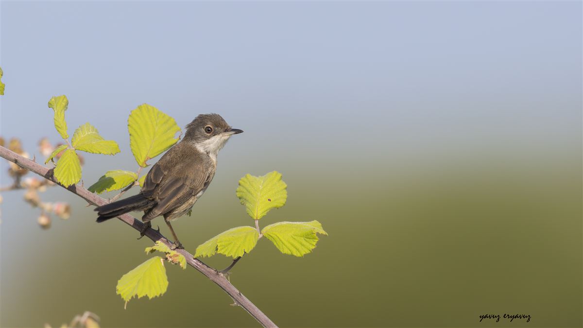 Sardinian Warbler