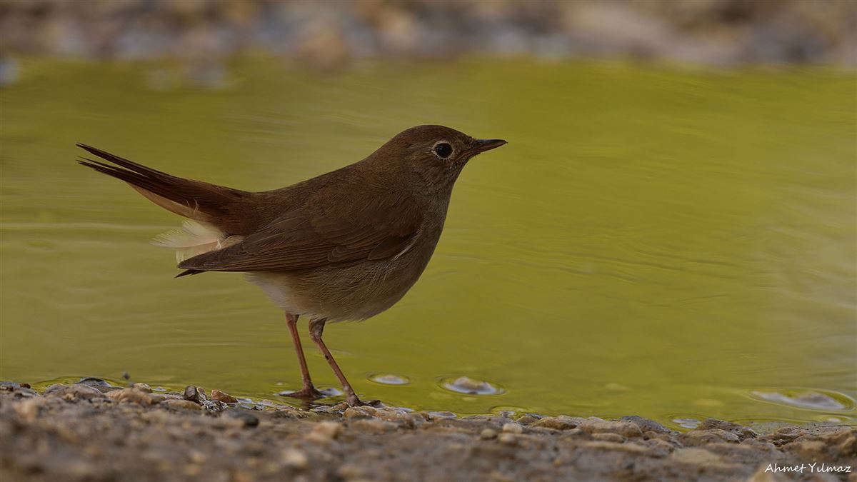 Common Nightingale