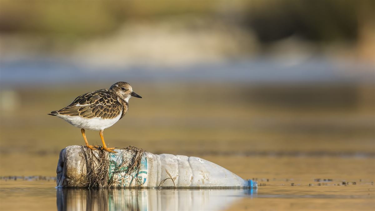 Ruddy Turnstone