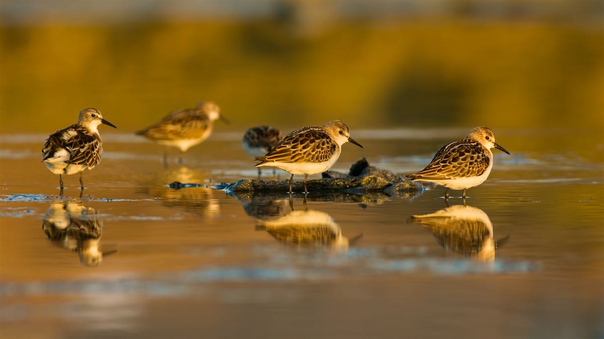 Little Stint