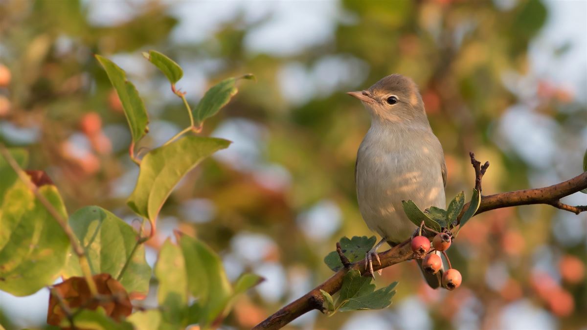 Garden Warbler