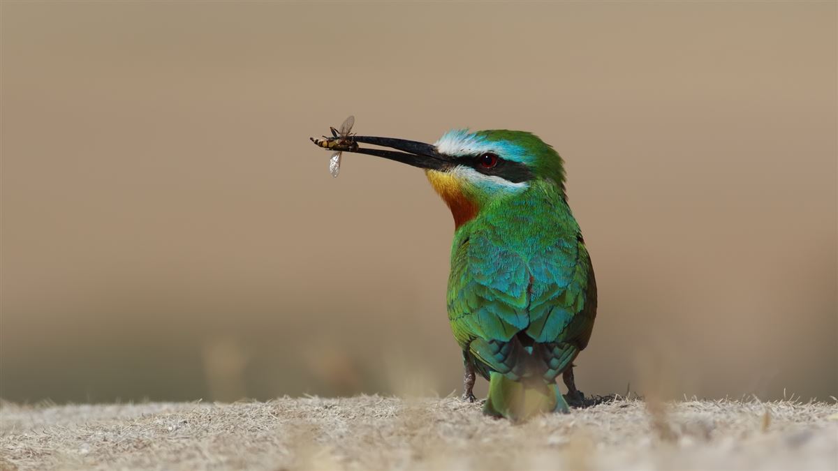 Blue-cheeked Bee-eater