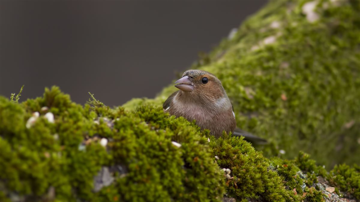 Eurasian Chaffinch