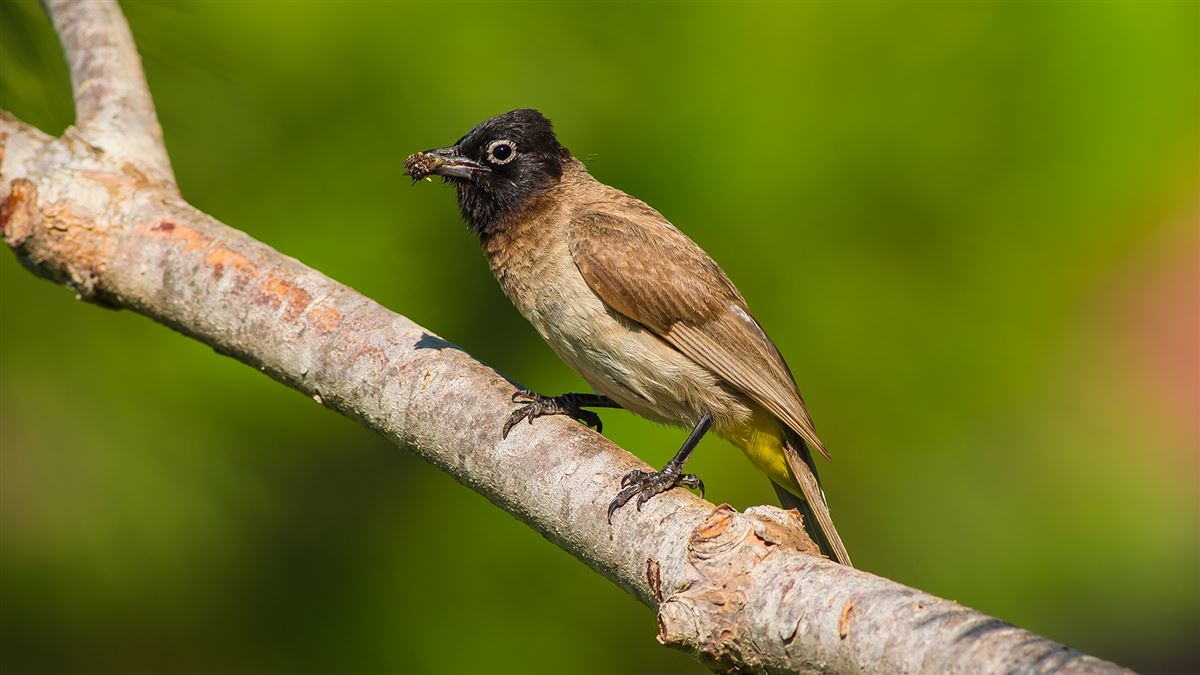 White-spectacled Bulbul